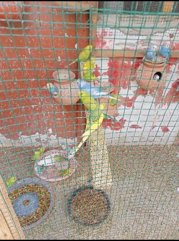 urgent sale ready to breed