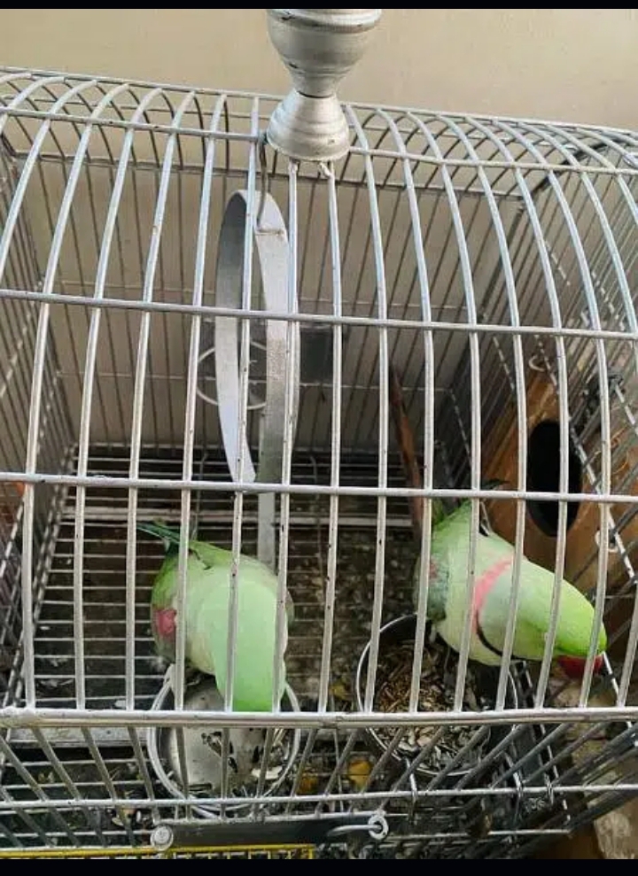 Raw Parrort / Pahari Parrot Pair