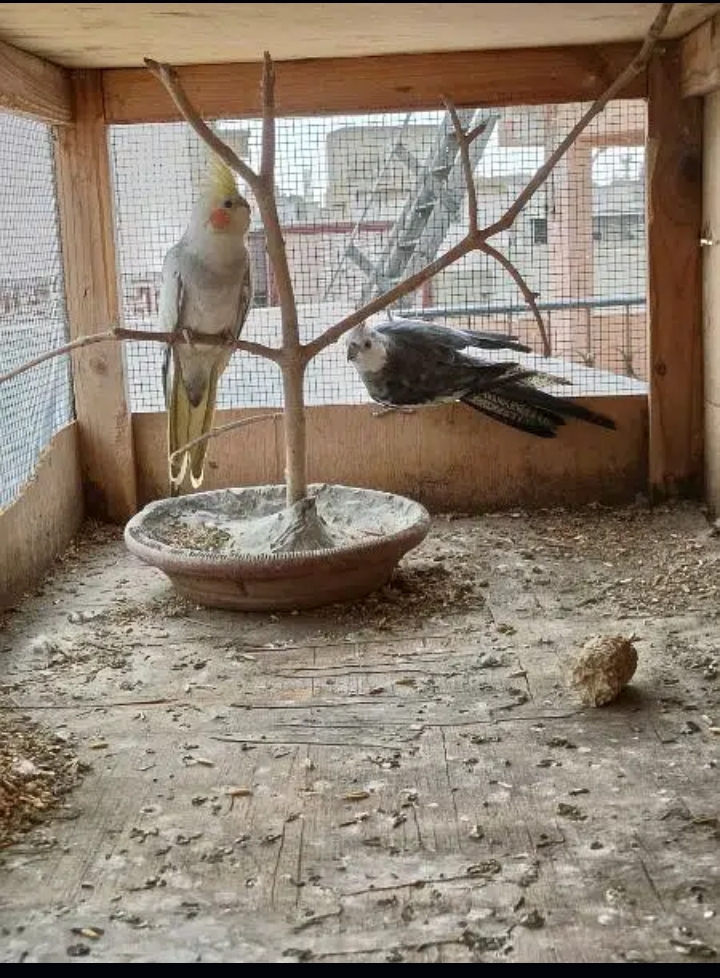cocktail pair