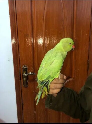 ringneck parrot