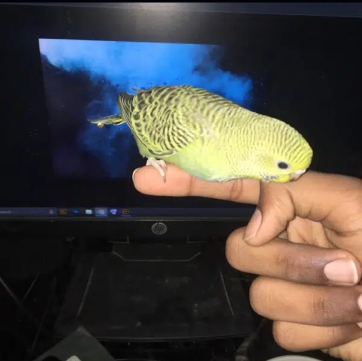 hand tamed budgie