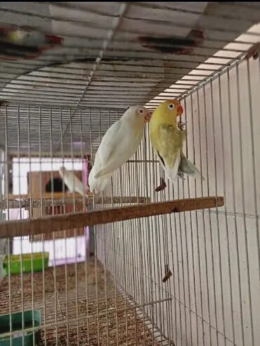 birds for sale , albino red I female or parblue female