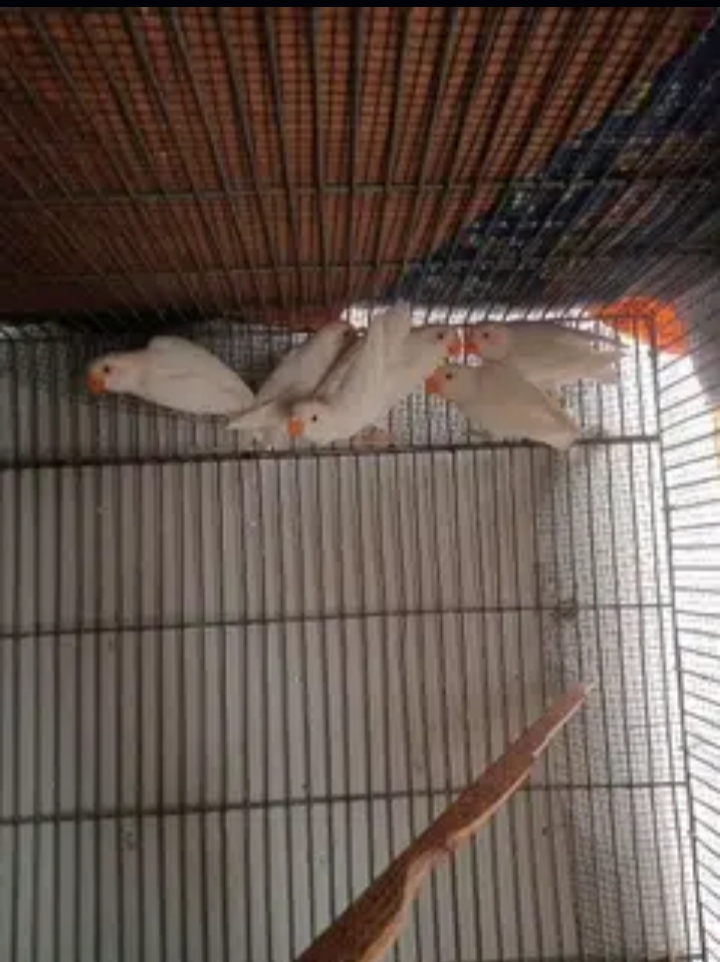 albino Red eye patthe