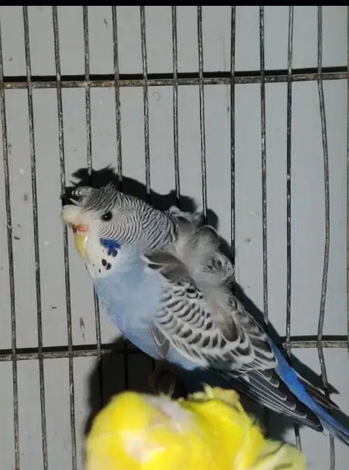 Double Flower Ecb Female Available