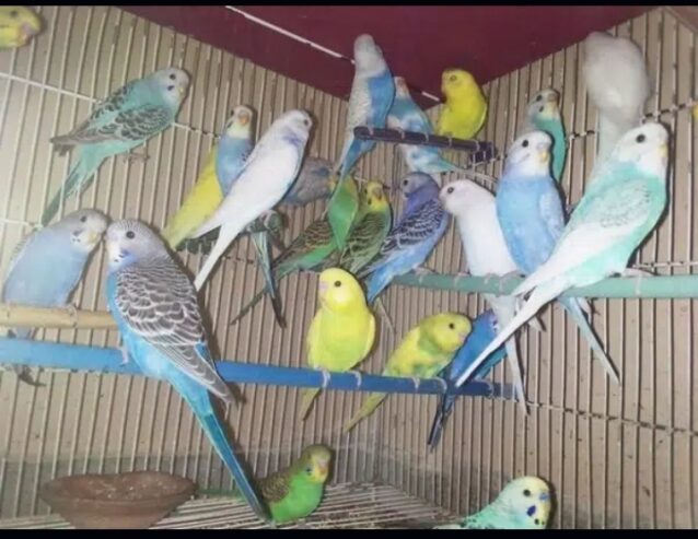 Australian parrots pathy | adult males | breeder pair with chicks