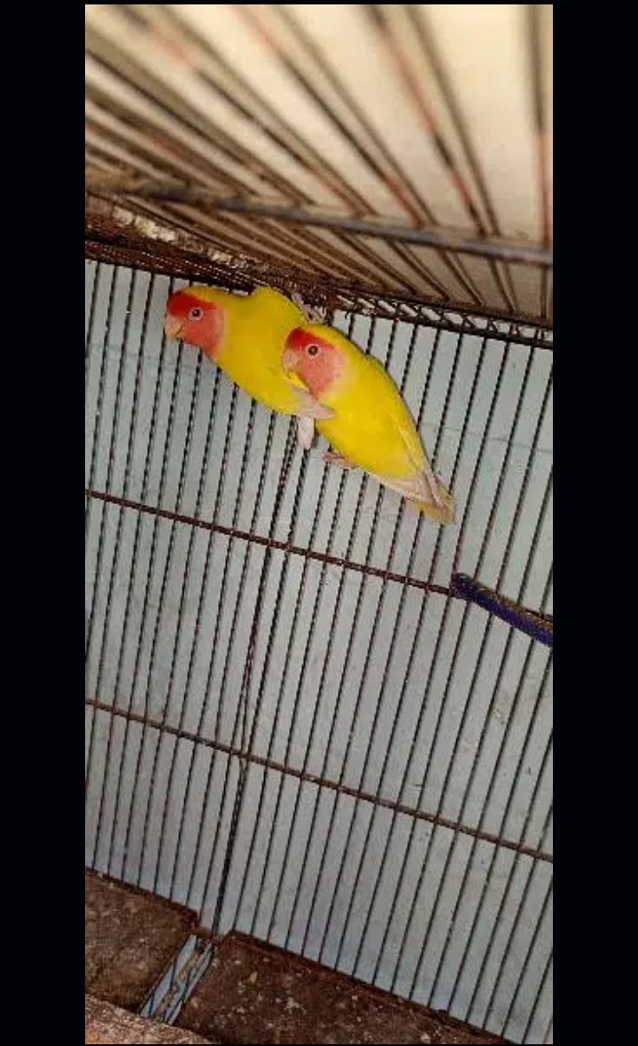 crimino Albino lotino
