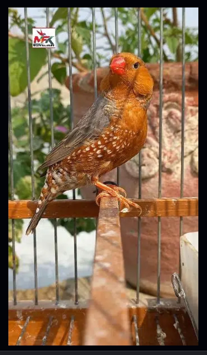 Albino red eyes big pathye | Ledy Gouldian finch | Full Orange finch