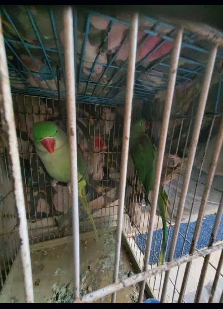 pahari pair