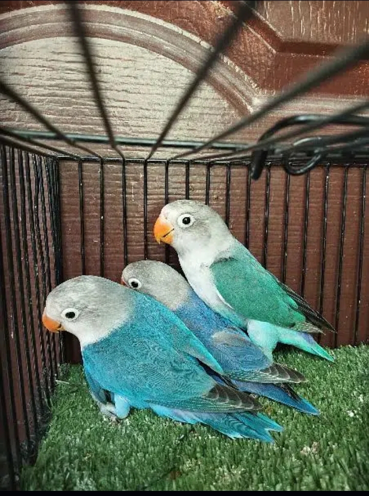 Blue fisher split ino and possible split ino ficher fishrie love bird