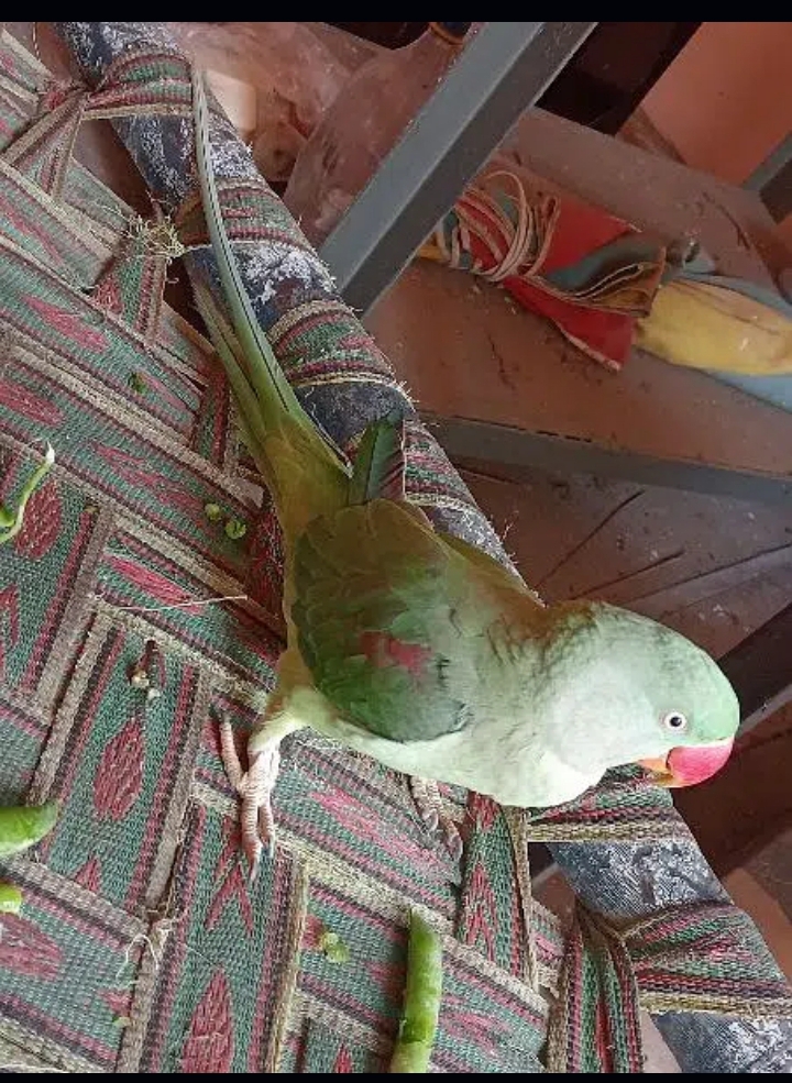 raw talking and tamed female for sale.