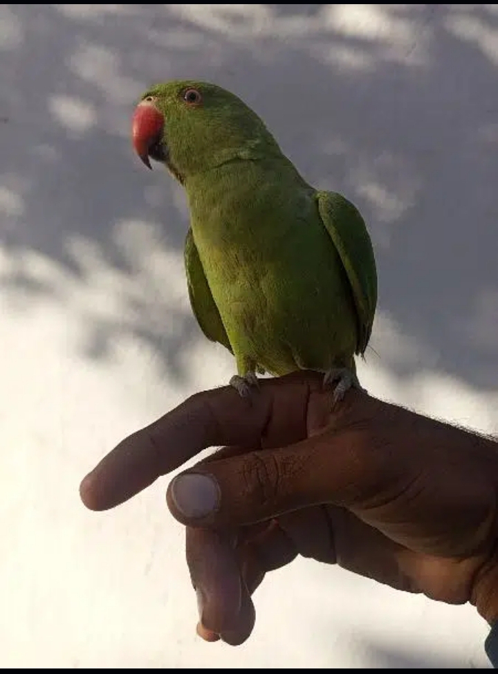 Ring nek male female confirm nhi hend time hai