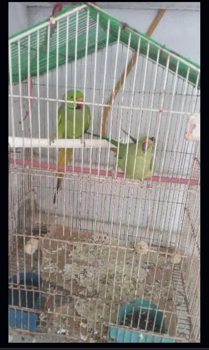 Ringneck Breeder Pair