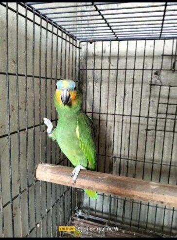 Amazon Oringe wine parrot