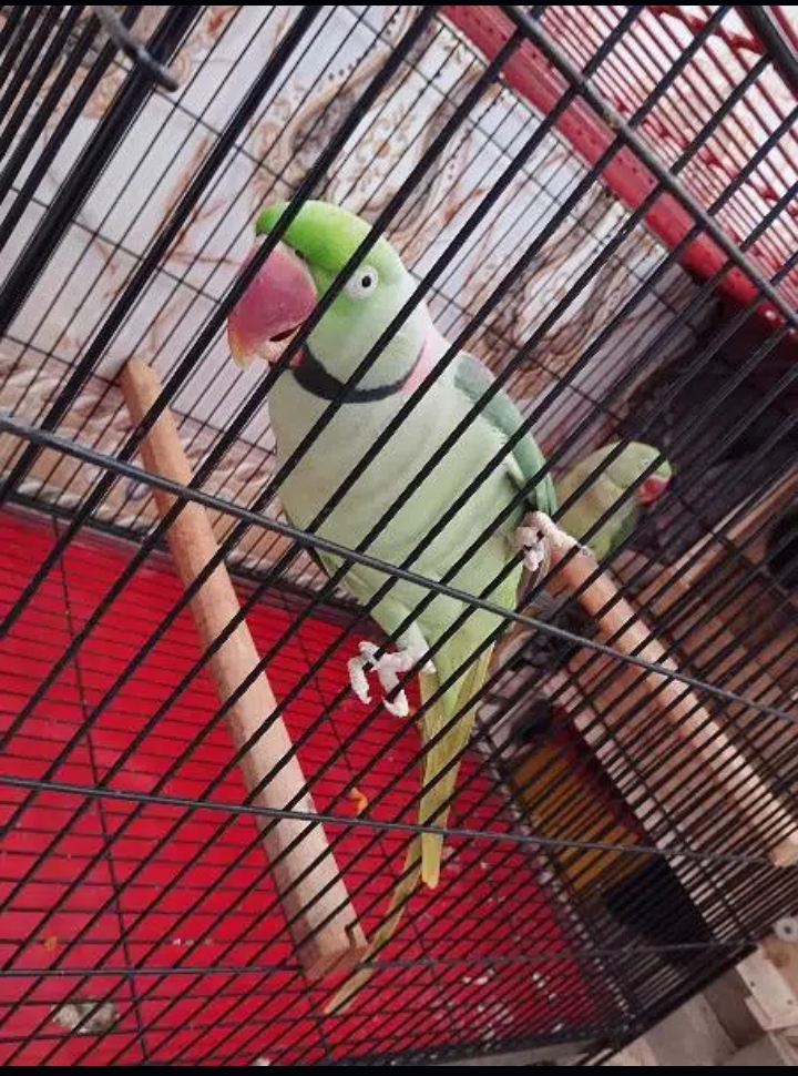 Kashmiri Raw Parrot breeder pair for sale