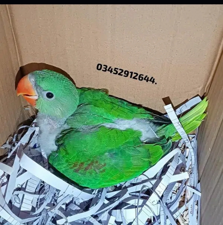 Pahari Raw Parrot Chick Alexander Alexandrine