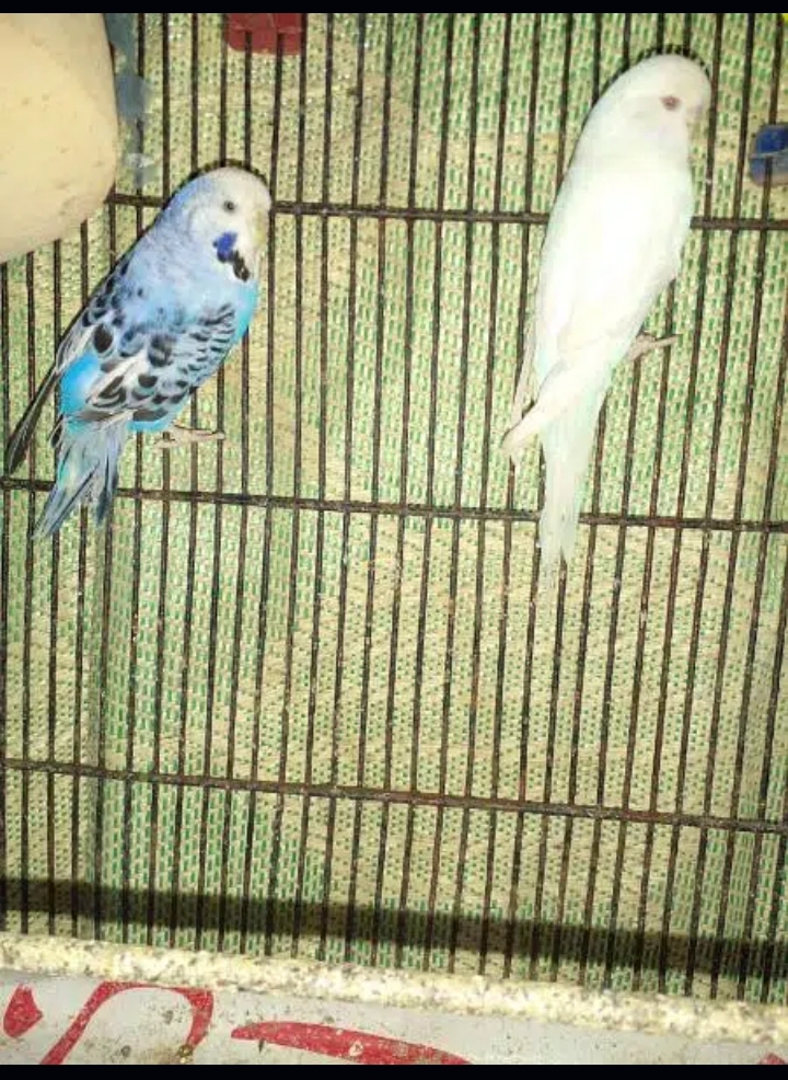 love bird,Hogromo bagis for sale