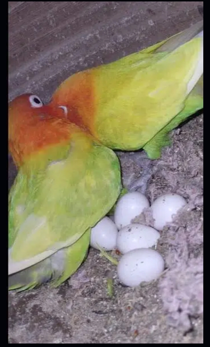 yellow fisher breeder pair