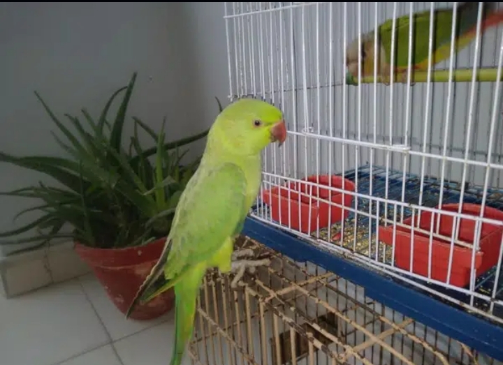 green ringneck