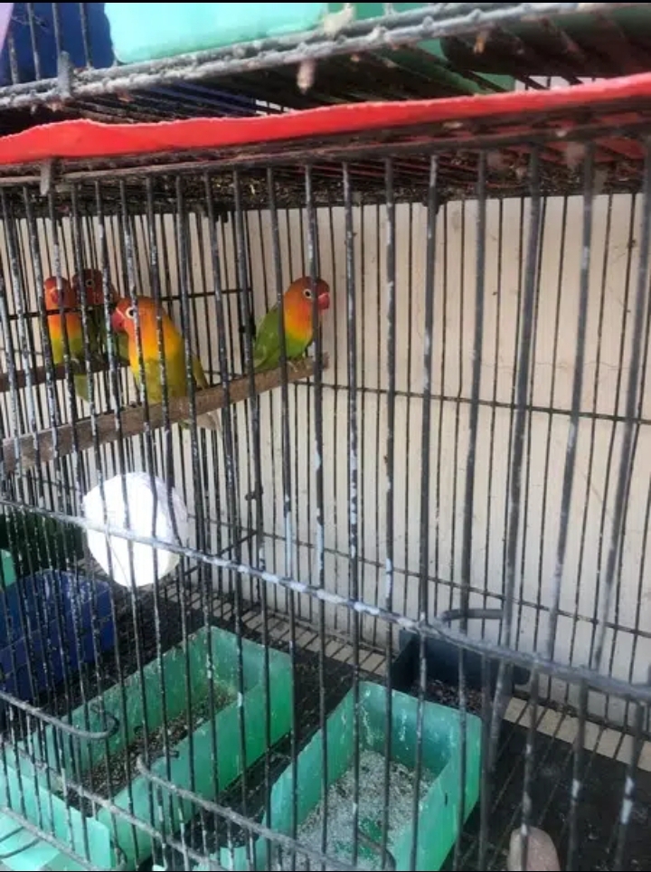 lovebirds java cocktail set with eggs and chiks up for sale