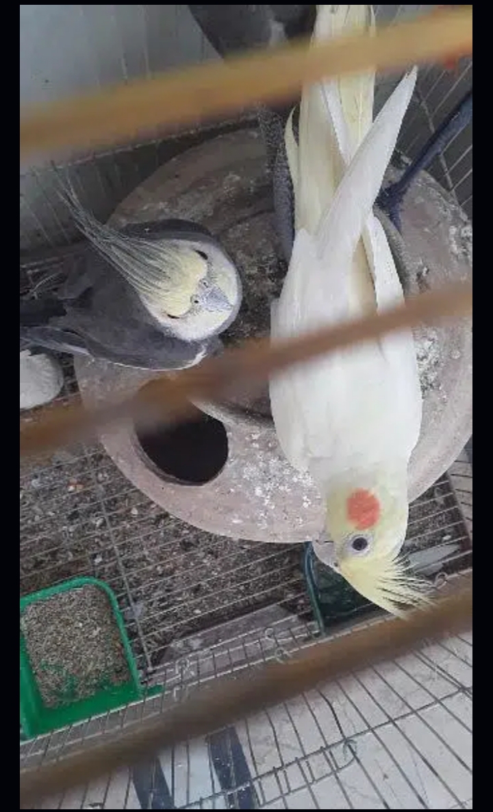 cocktail pair 100%breader