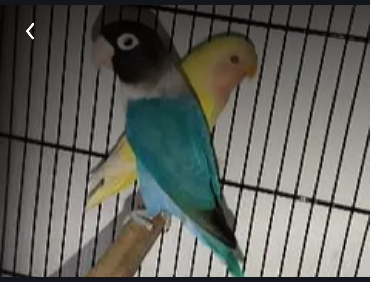 Blue Pasnata breeder female Lotino 1 piece