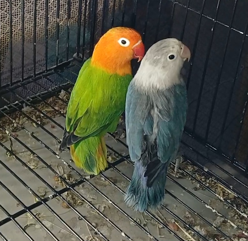 Love bird opline