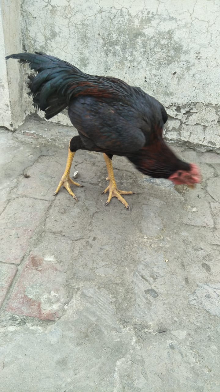 Aseel