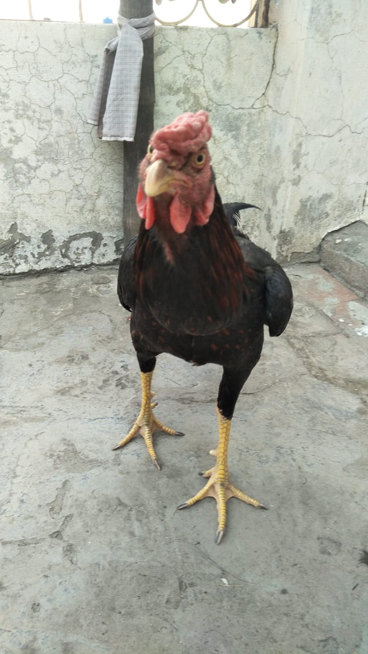 Aseel