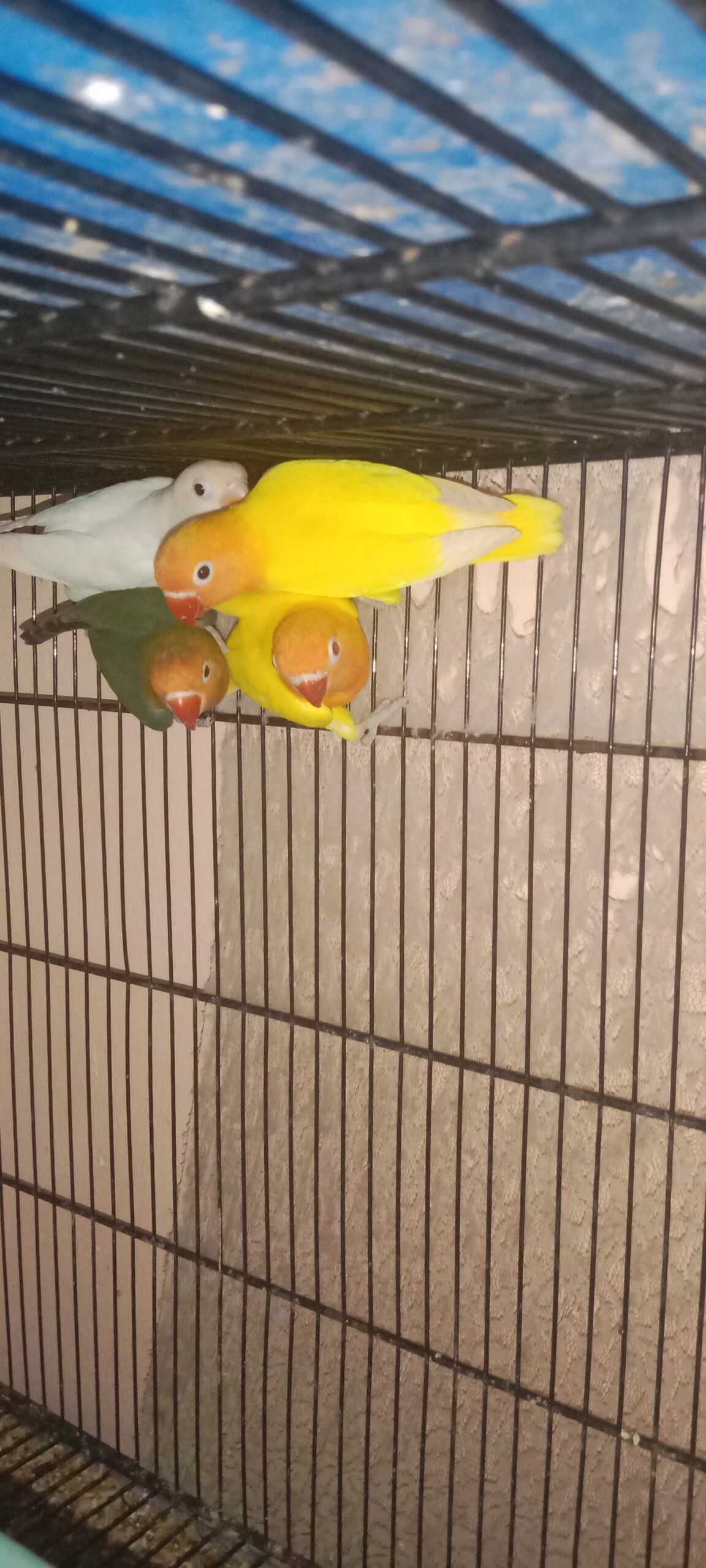 Profitable Running Lovebirds setup for sale