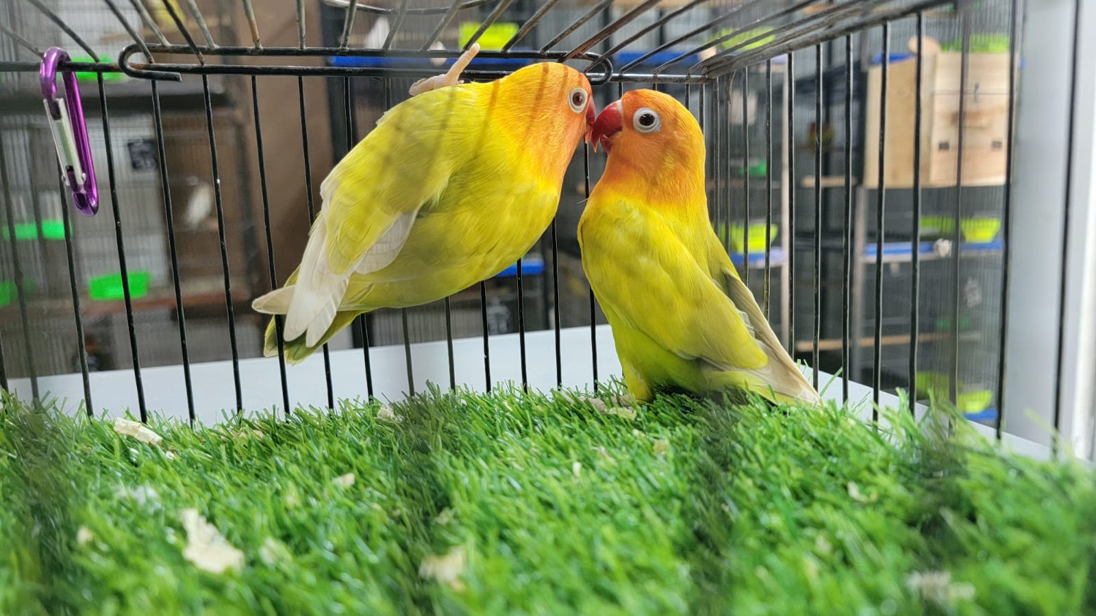 Profitable Running Lovebirds setup for sale
