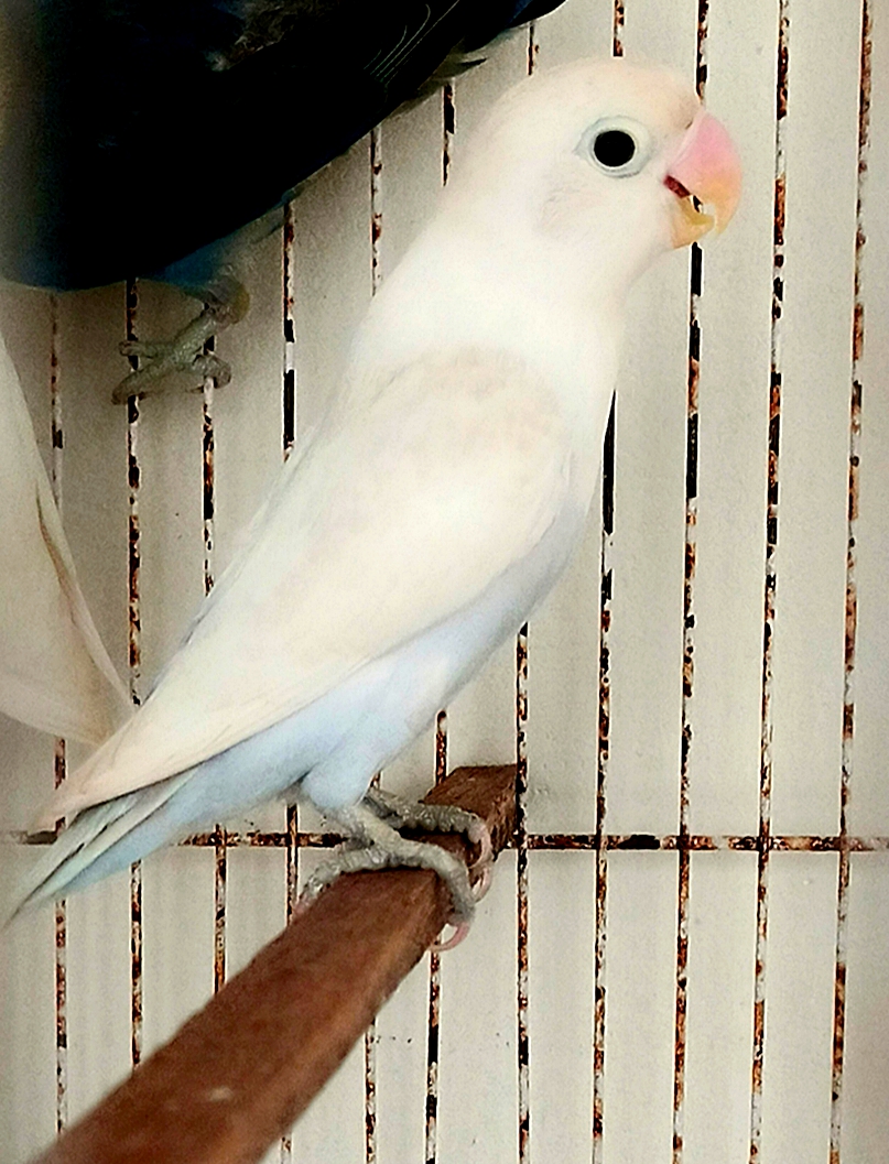 Profitable Running Lovebirds setup for sale
