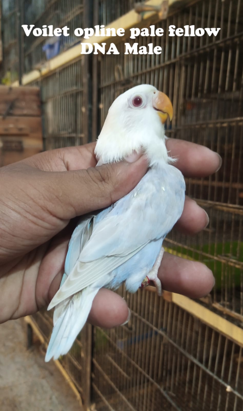 Profitable Running Lovebirds setup for sale