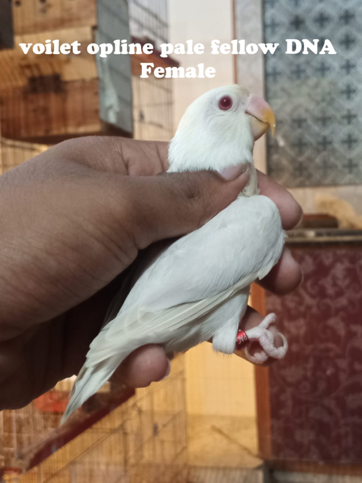 Profitable Running Lovebirds setup for sale