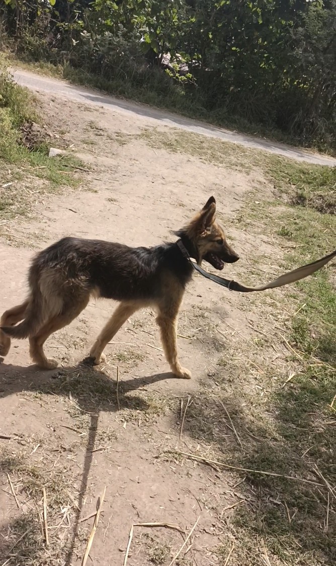 Germon shaperd female dog