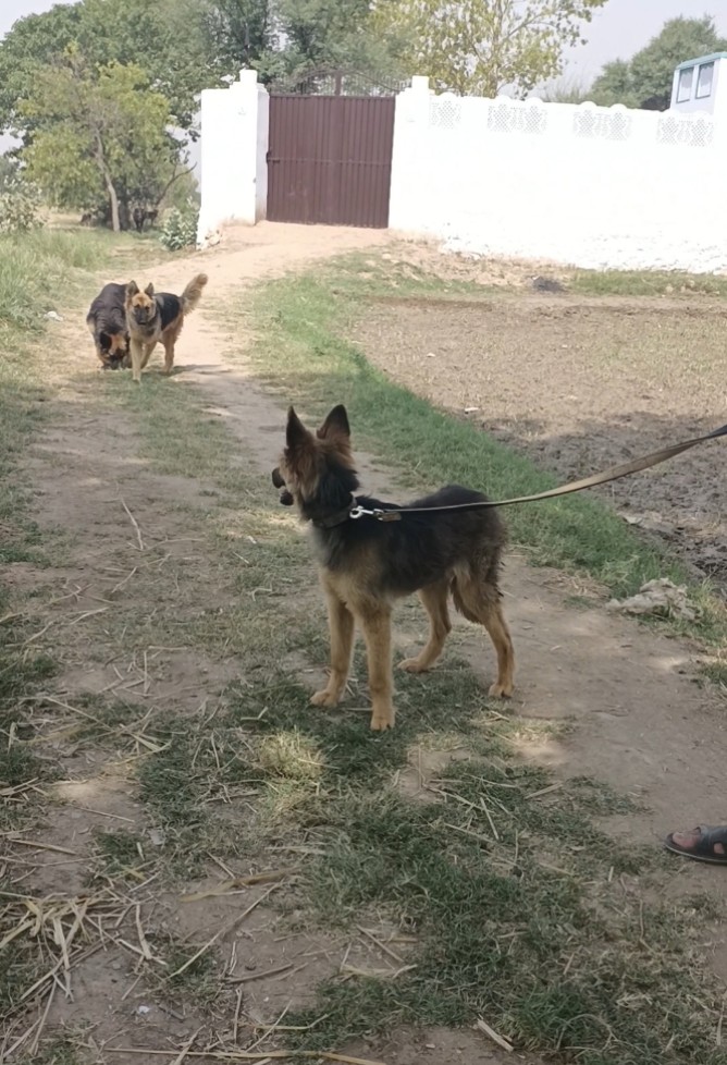Germon shaperd female dog