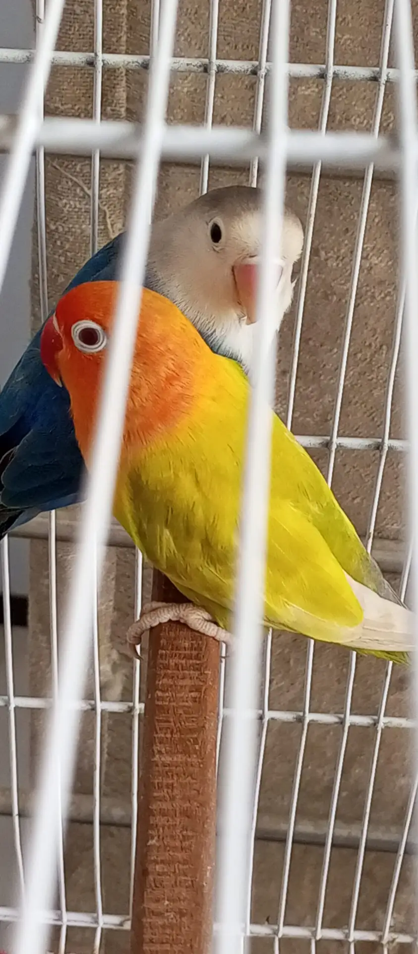 Palefalow pair for sell