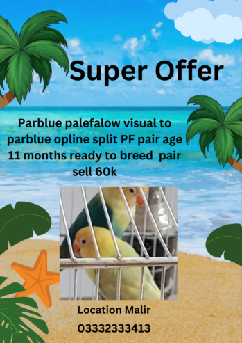 Palefalow pair for sell