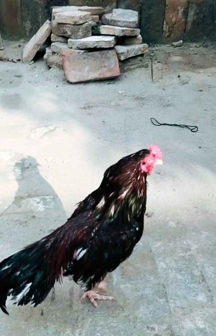Amroha murgha