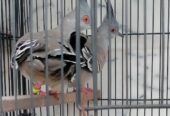 Crested dove beautiful ❤️ pair for sale