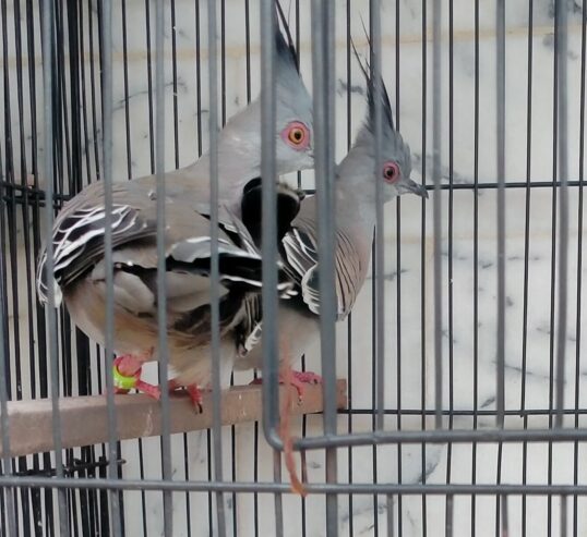 Crested dove beautiful ❤️ pair for sale