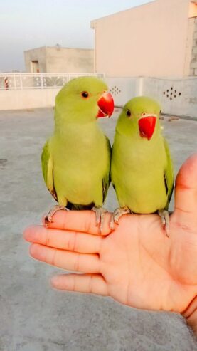 Green ringneck parrots handtame