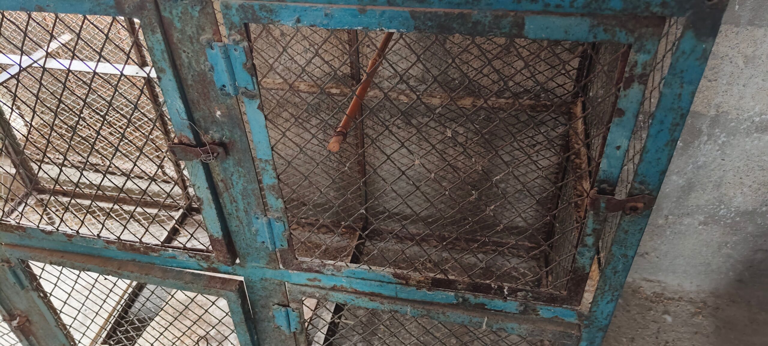 Cage cages