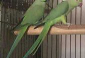 Ring neck breeder pair