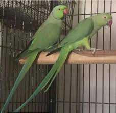 Ring neck breeder pair