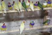 Gouldian finches