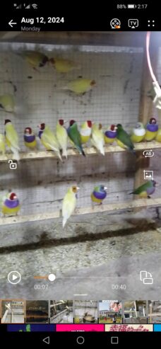 Gouldian finches