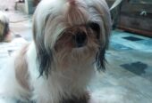 Shihtzu female available