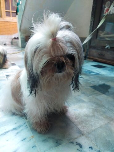 Shihtzu female available