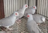 Red pied breeder pair