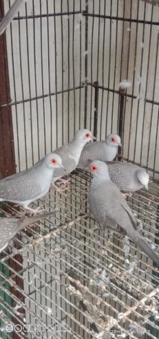 Red pied breeder pair